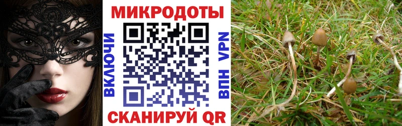 где можно купить   кракен как войти  Галлюциногенные грибы Psilocybe  Прокопьевск 